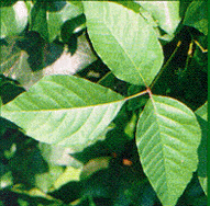 poison ivy remedies