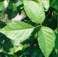 poison ivy symptoms